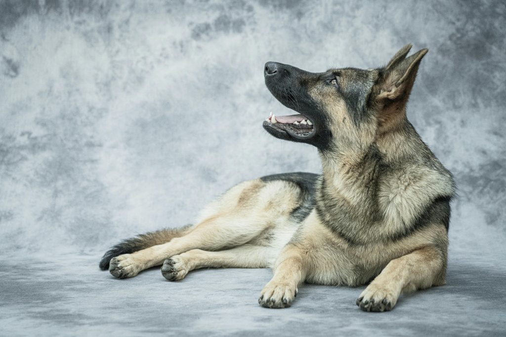 Belgian dog lying down after circling, showing instinctual behavior inherited from wolves