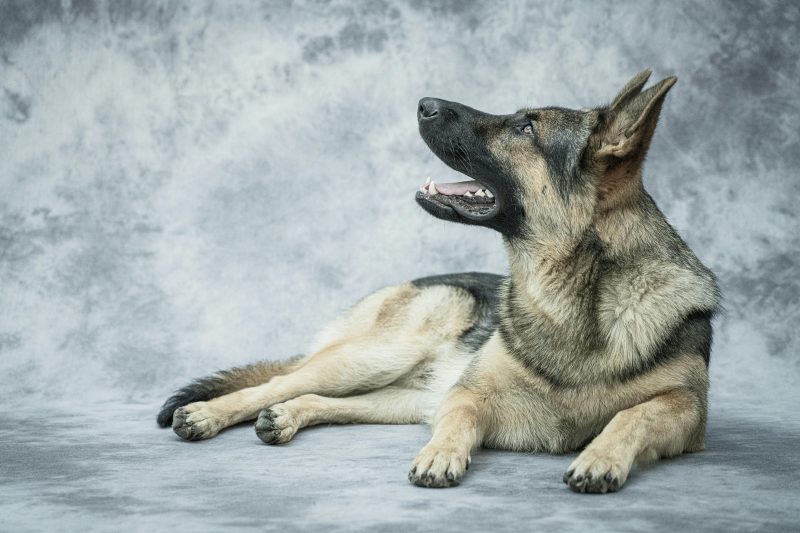 Belgian dog lying down after circling, showing instinctual behavior inherited from wolves