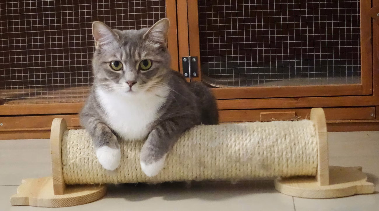 Gray and white indoor cat lying on a rope-covered wooden toy for enrichment