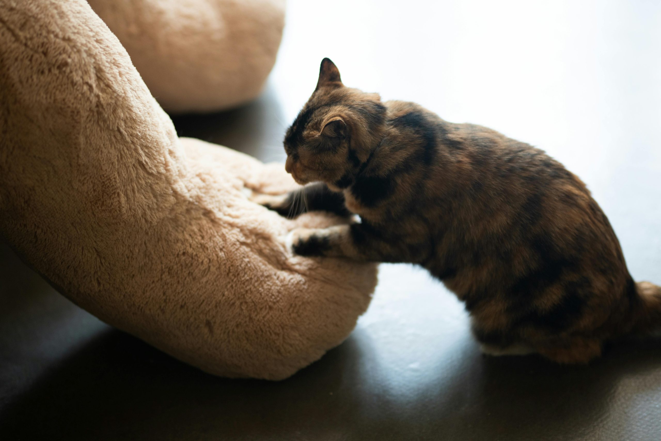 tabby cat kneading a thermal pad, demonstrating feline nesting instinct. Solutions for happy cats and intact furniture.