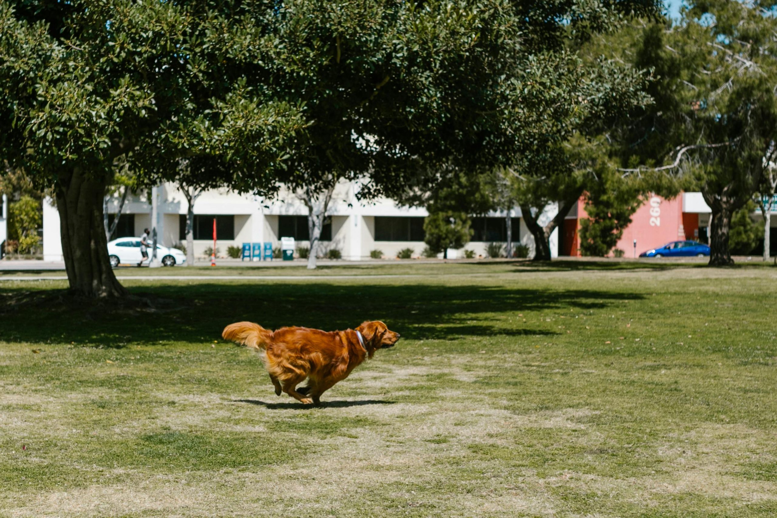 Golden Retriever experiencing zoomies (FRAPs) in grassy yard. a wolf behavior representing canine evolutionary roots. Pawlore behavior guide.