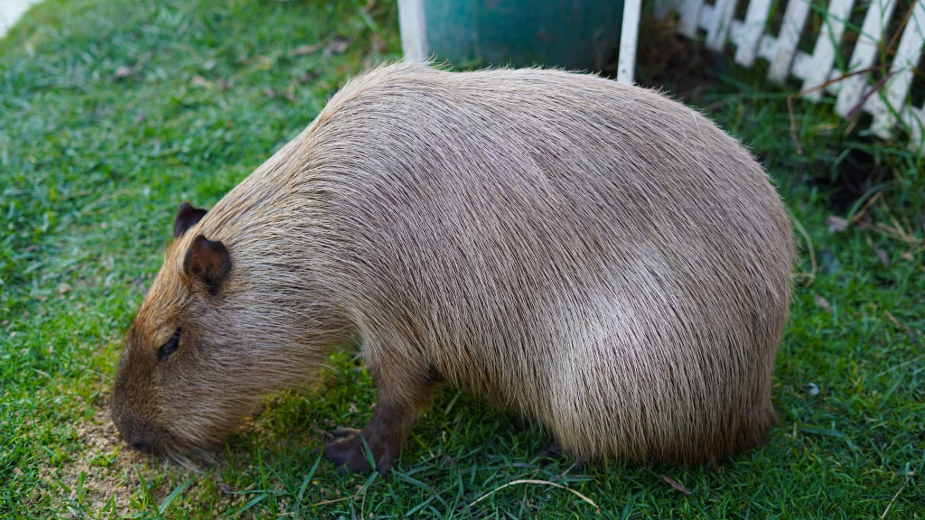 A calm capybara eating grass in a garden, showing its peaceful and social nature.