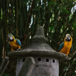 Two blue and yellow parrots perched on a stone structure surrounded by bamboo, alert and curious.