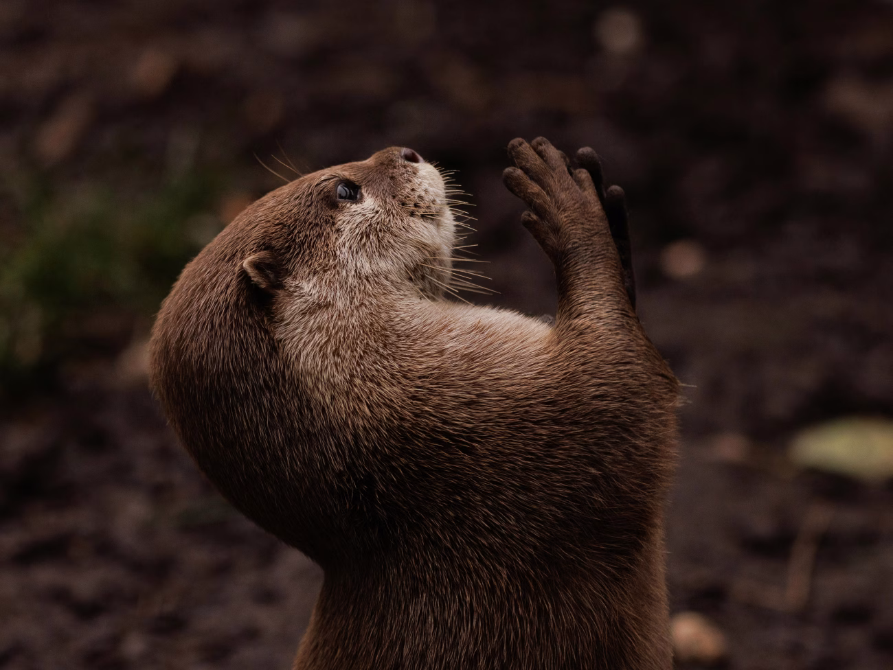 A brown otter standing upright with its front paws raised, looking upward with a curious and expressive face.