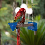 Colorful parrot sitting on a wooden swing perch indoors, symbolizing natural flight instincts in a home setting.