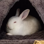 White rabbit resting inside a soft, cave-like den bed, showing natural burrow instincts