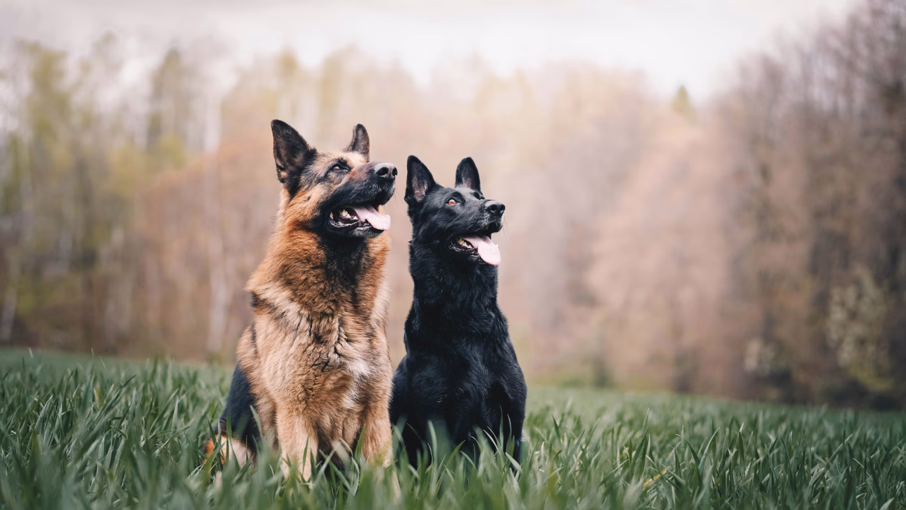Two German Shepherds sitting alert in a grassy field with trees behind them, showing protective instincts and heightened awareness : dogs sense danger.