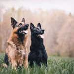 Two German Shepherds sitting alert in a grassy field with trees behind them, showing protective instincts and heightened awareness : dogs sense danger.