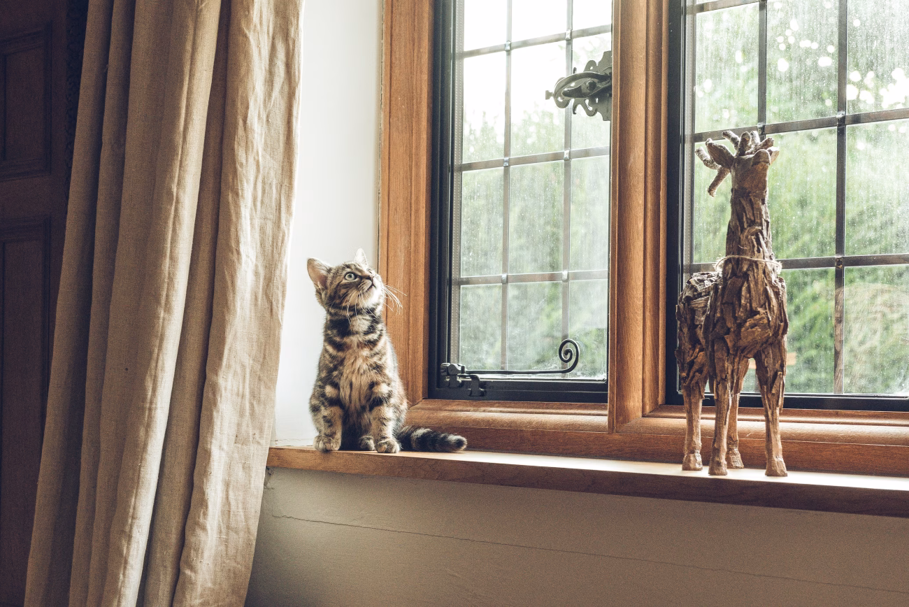 A tabby kitten sitting on a wooden windowsill, gazing outside with intense focus, reflecting natural hunting instincts.