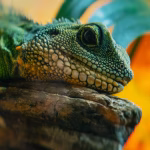 A close-up of a green lizard resting on a branch inside a mini jungle enclosure.