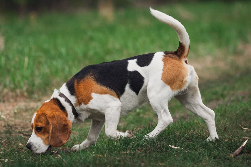 beagle dog sniffing trail during nosework enrichment