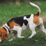beagle dog sniffing trail during nosework enrichment