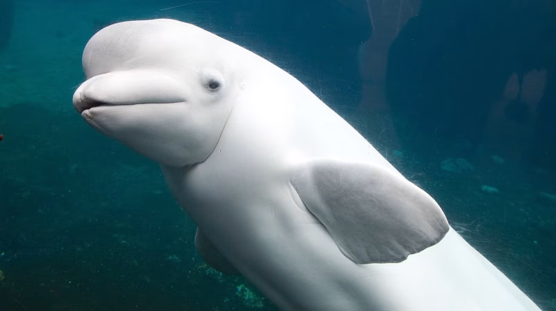 Beluga whale swimming in a tank, representing captivity issues in Ontario