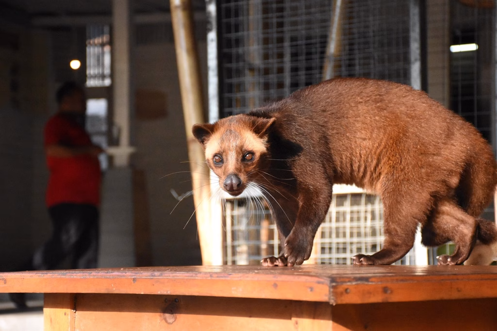 civet cat standing on wooden platform in captivity, representing animals once used for fragrance production