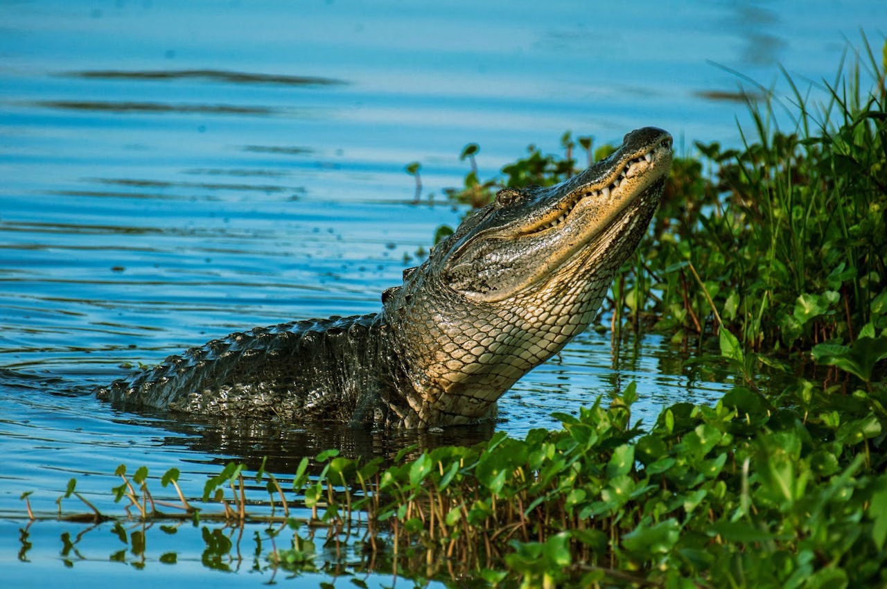 crocodile swimming near riverbank in India, representing recent crocodile attack