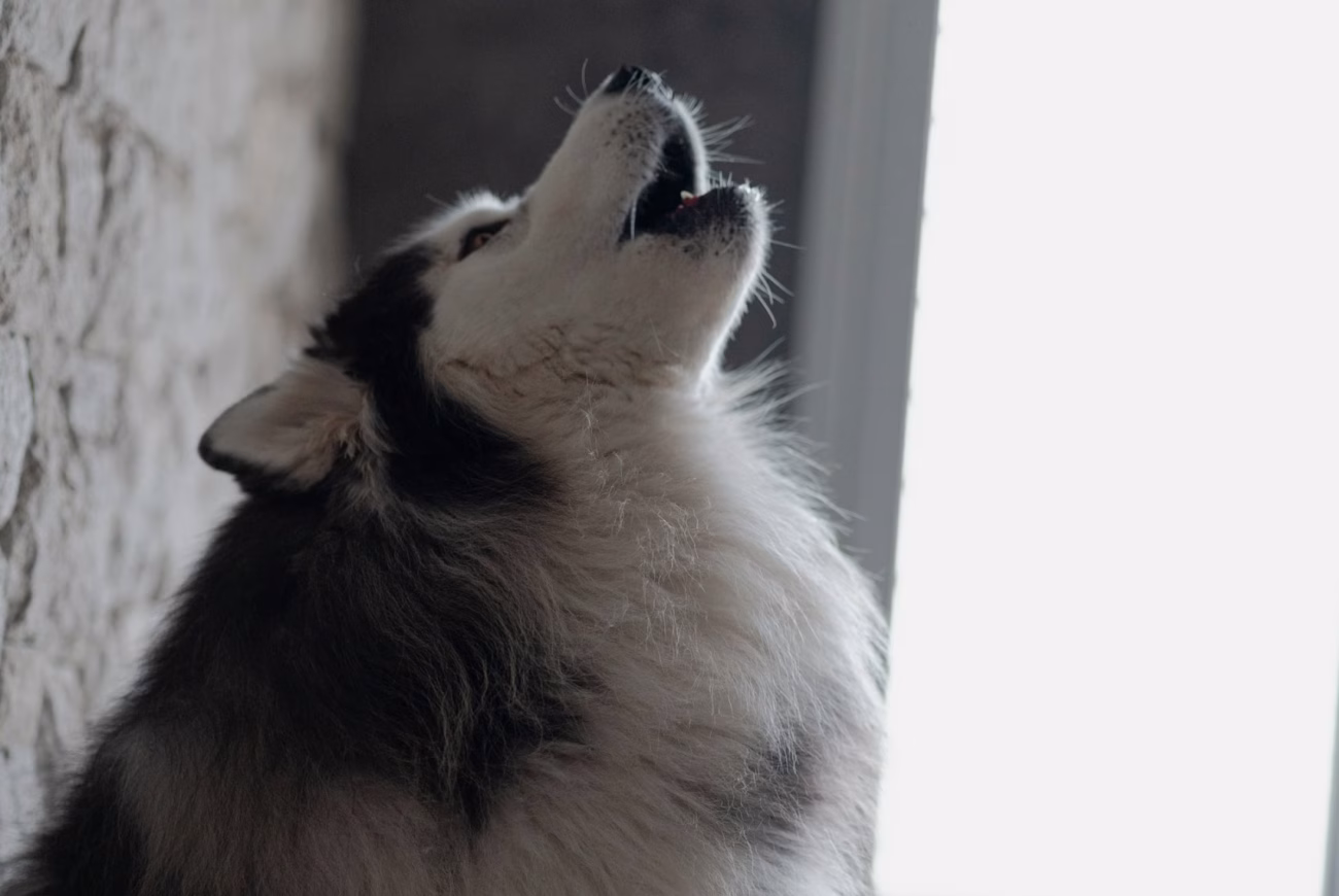 husky howling at home apartment life wolf connection