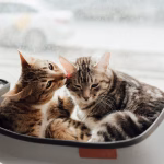 two cats grooming each other showing scent-based bonding