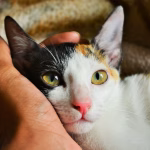 cat resting its head in a person’s hand, showing trust created through gentle human voice