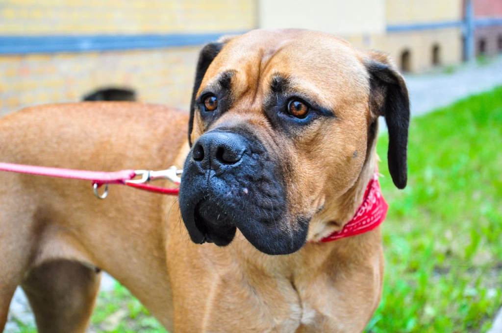 Bullmastiff standing calmly outdoors, a steady dog breed known for tolerating alone time well