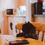Calm indoor cat sitting quietly in an apartment kitchen, illustrating relaxed behavior and adaptation to indoor living