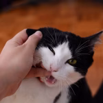 Cat biting a hand during petting, showing a common sign of overstimulation in cats