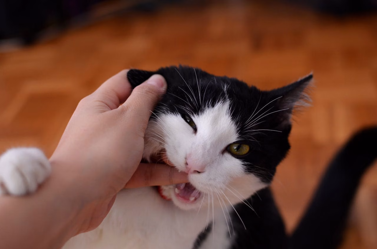Cat biting a hand during petting, showing a common sign of overstimulation in cats