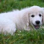 Puppy eating grass during outdoor play, a common dog behavior often linked to curiosity or digestion