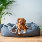 Dog resting on a supportive bed indoors, showing a healthy sleeping position that protects joints and improves rest