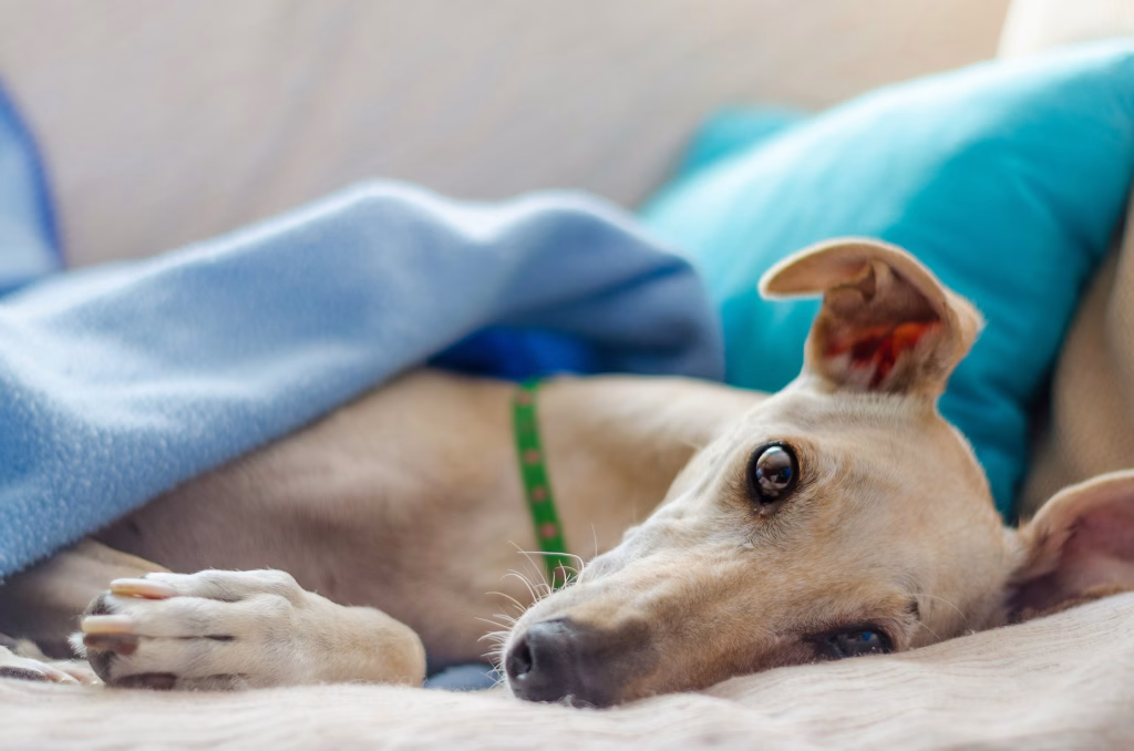 Greyhound resting calmly indoors, a relaxed dog breed that often tolerates alone time well