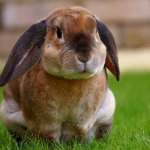 Rabbit sitting alert on grass, illustrating natural rabbit behavior such as thumping to signal danger or stress
