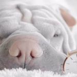 Shar Pei resting calmly indoors, an independent dog breed known for coping well with alone time