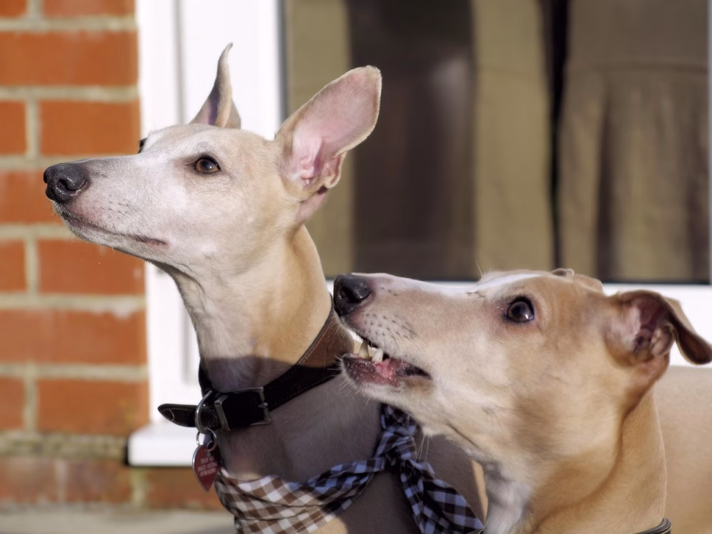 Whippet sitting calmly indoors, a gentle dog breed known for coping well with alone time