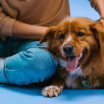 Newly adopted dog relaxing beside its owner during the early adjustment period explained by the 3-3-3 rule for dog adoption