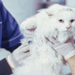 Cat being examined by a veterinarian, showing when pet owners should call the vet for health concerns