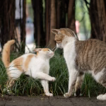 Two cats facing each other during a physical interaction, showing body language that can indicate play fighting or early aggression