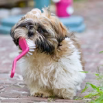 Small dog learning tooth brushing as part of dog dental care basics to prevent bad breath and tartar