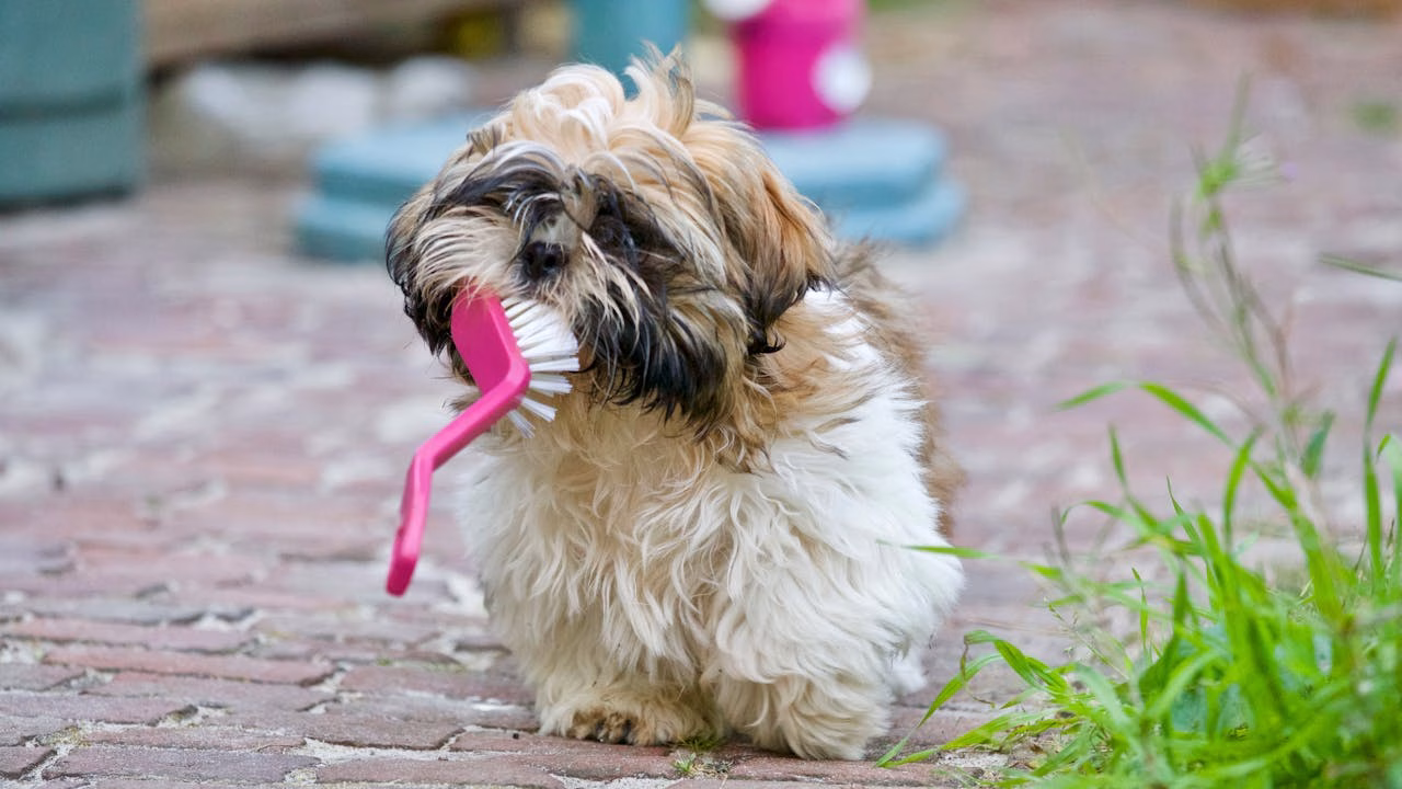 Small dog learning tooth brushing as part of dog dental care basics to prevent bad breath and tartar