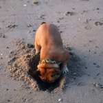 Dog digging a hole in sand, showing a natural canine behavior linked to instinct, curiosity, and comfort