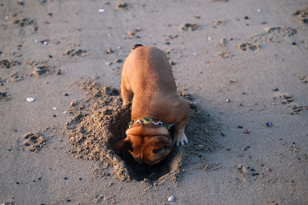 Dog digging a hole in sand, showing a natural canine behavior linked to instinct, curiosity, and comfort