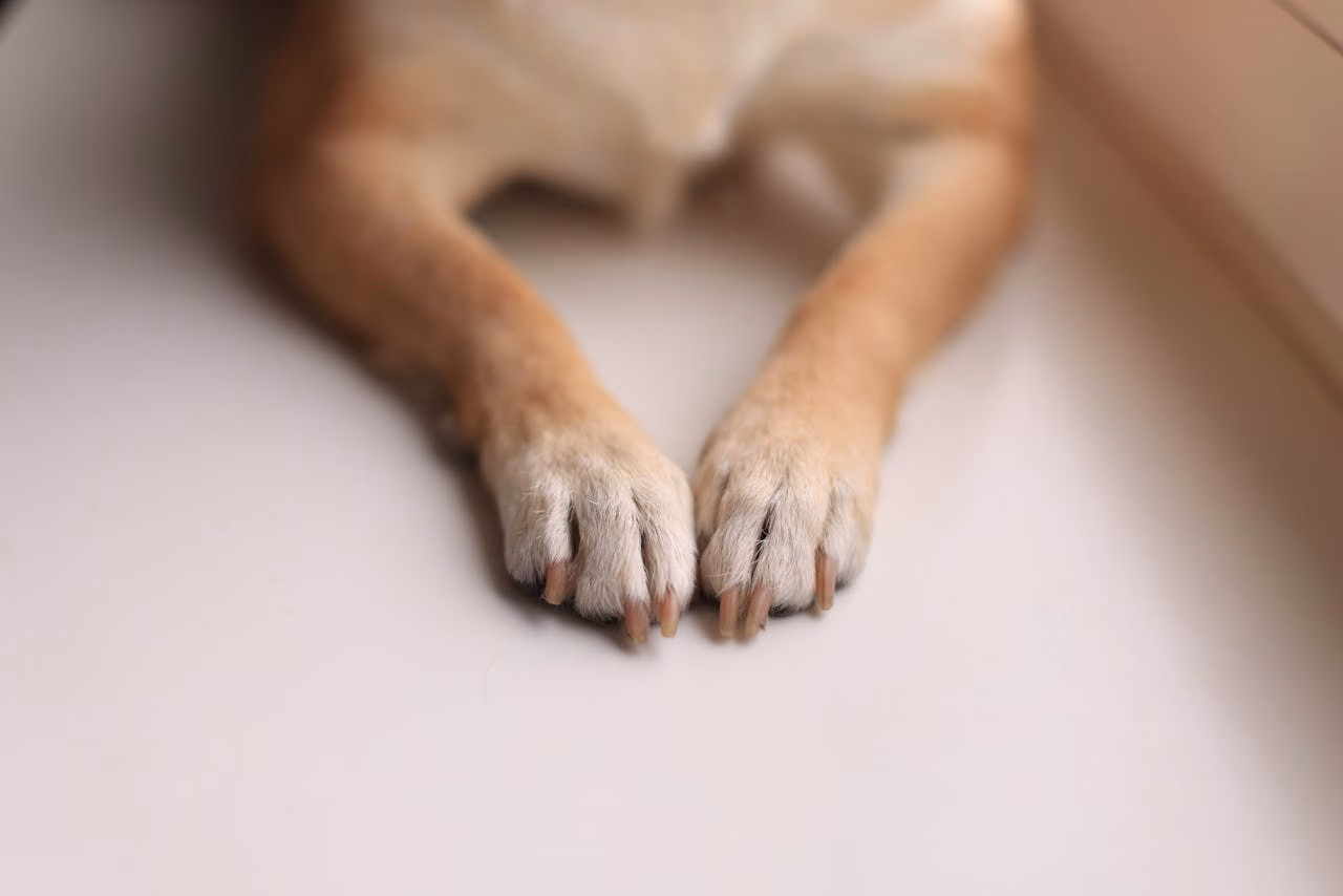 Close-up of a dog’s front paws and nails, highlighting a chipped nail that can cause limping and discomfort