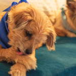 Dog licking its front paw repeatedly while resting indoors, a common sign of paw irritation, allergies, or stress