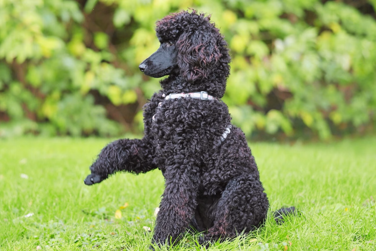 Dog lifting his paw while calmly asking for attention