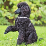 Dog lifting his paw while calmly asking for attention