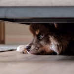 Dog hiding under furniture with anxious expression, a common sign of separation anxiety in dogs