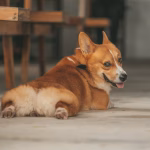 Dog lying on the floor with stiff posture, an early sign of arthritis and joint discomfort