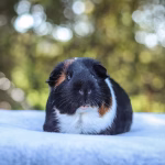 Guinea pig sitting quietly, illustrating subtle early health signs owners often miss
