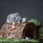 Hamster using a natural hide and foraging setup, showing hamster enrichment at home that reduces stress