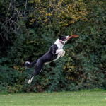 Highly intelligent dog jumping to catch a toy, showing the intense energy and mental needs of easy-to-train dog breeds
