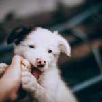 Young puppy gently biting a hand during play, showing normal puppy biting behavior during early development