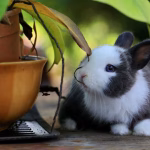 Rabbit chewing a potted plant, showing destructive chewing caused by boredom and lack of enrichment